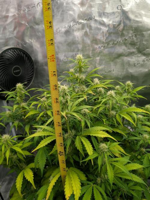 Dreaming in Colour. Week 5