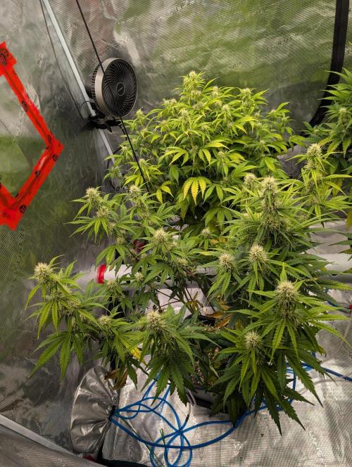 Dreaming in Colour. Week 5