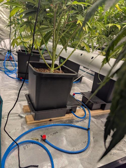 Dreaming in Colour. Week 5 - 4" fresh air diffuser 