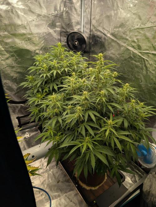 Caring for Angry Bears. Week 5