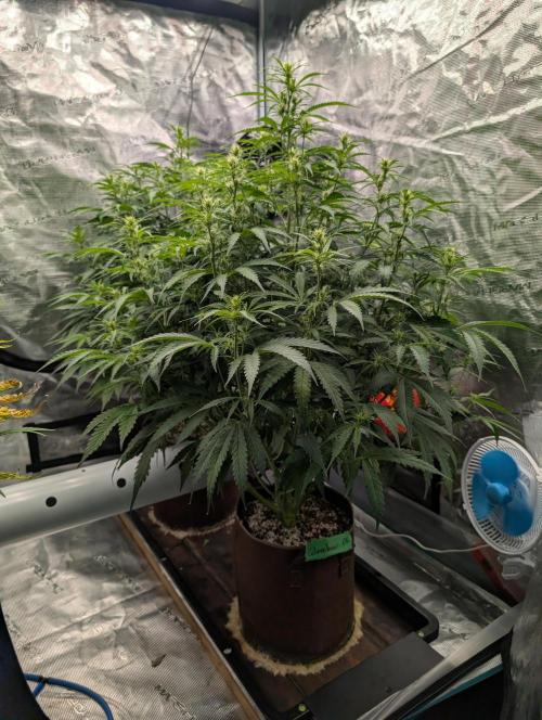 Caring for Angry Bears. Week 5