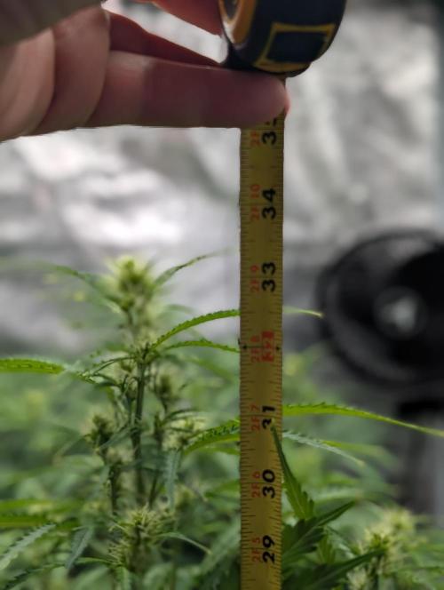 Caring for Angry Bears. Week 5