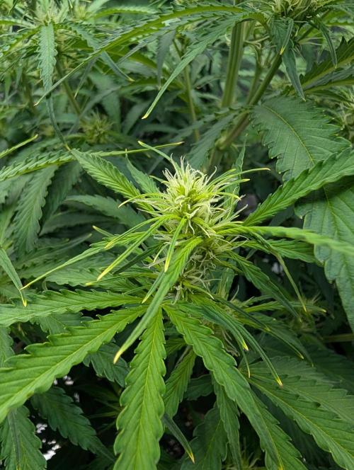 Caring for Angry Bears. Week 5