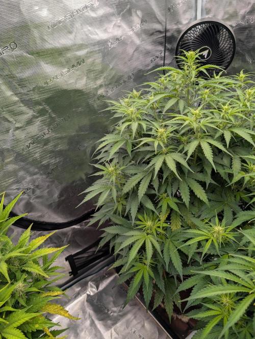 Caring for Angry Bears. Week 5