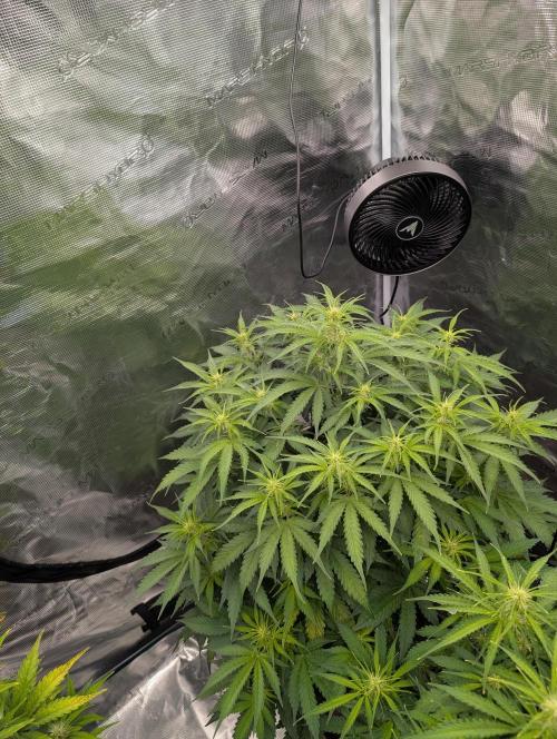 Caring for Angry Bears. Week 5