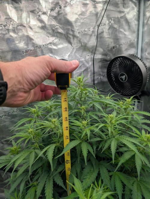 Caring for Angry Bears. Week 5