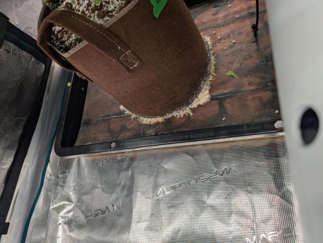 Caring for Angry Bears. Week 5