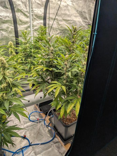 Slimer Round 3. Week 5