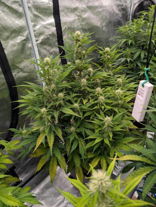 Slimer Round 3. Week 5