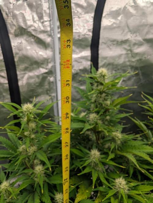 Slimer Round 3. Week 5