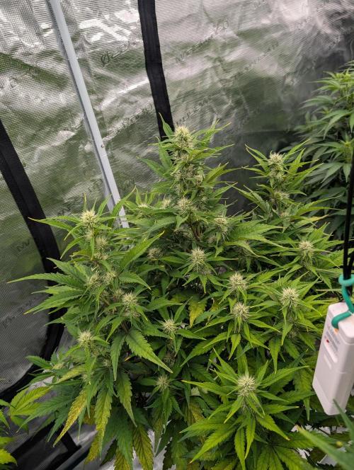 Slimer Round 3. Week 5