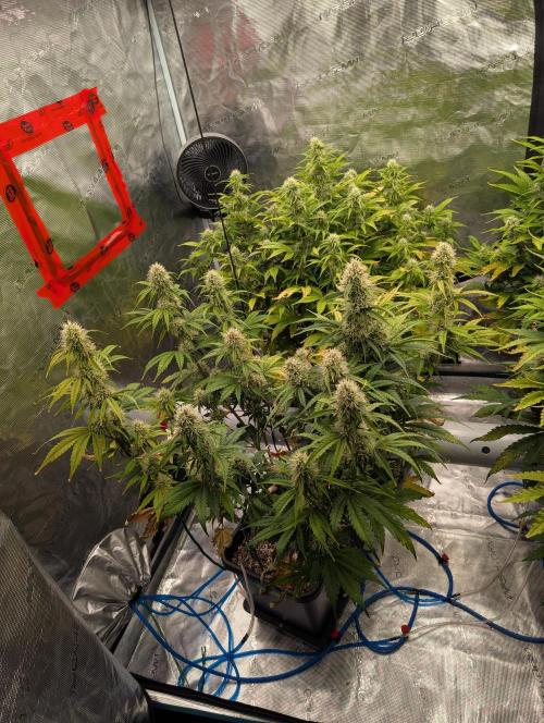 Dreaming in Colour. Week 6