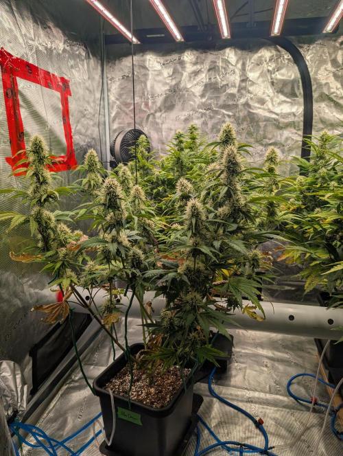 Dreaming in Colour. Week 6