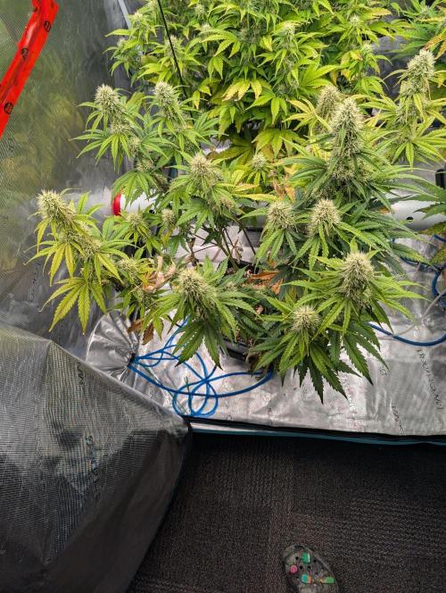 Dreaming in Colour. Week 6