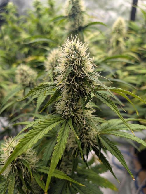 Dreaming in Colour. Week 6