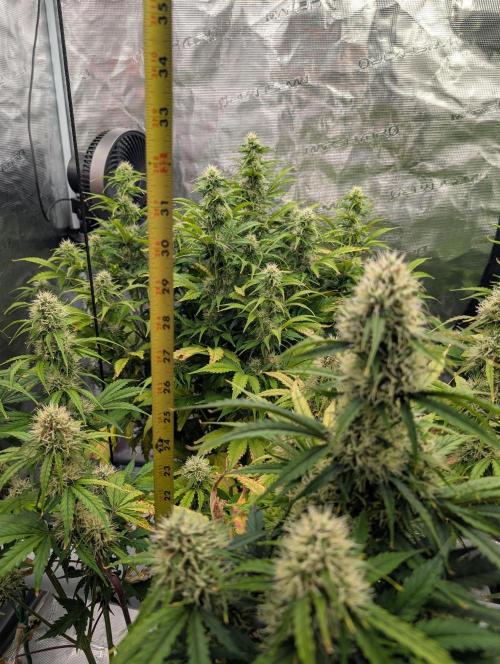 Dreaming in Colour. Week 6