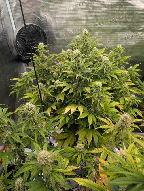 Dreaming in Colour. Week 6