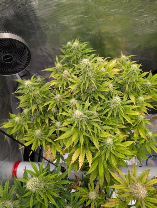 Dreaming in Colour. Week 6