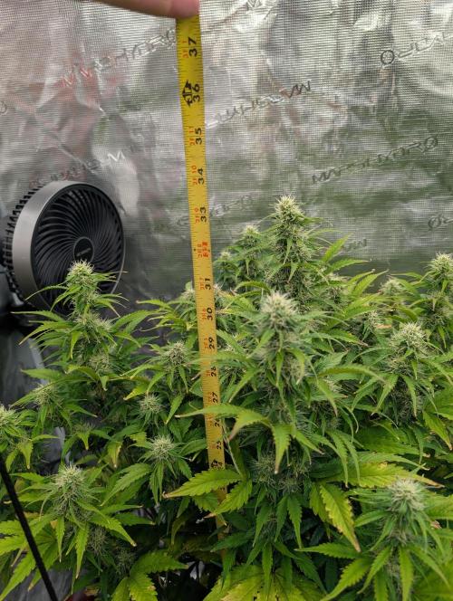 Dreaming in Colour. Week 6