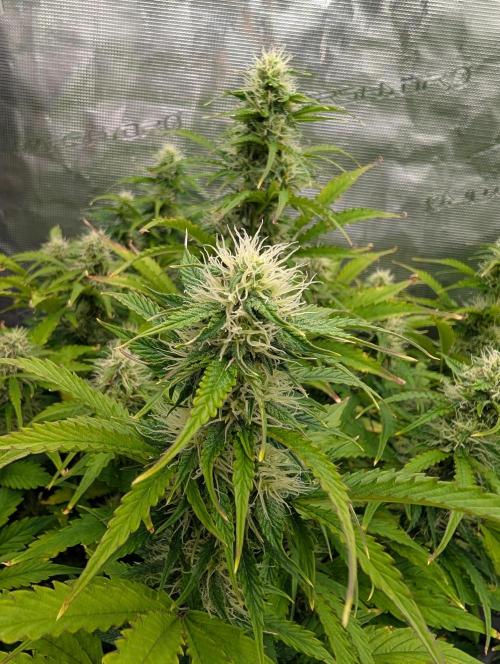 Dreaming in Colour. Week 6