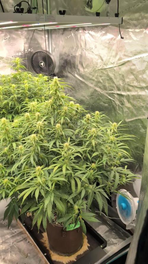 Caring for Angry Bears