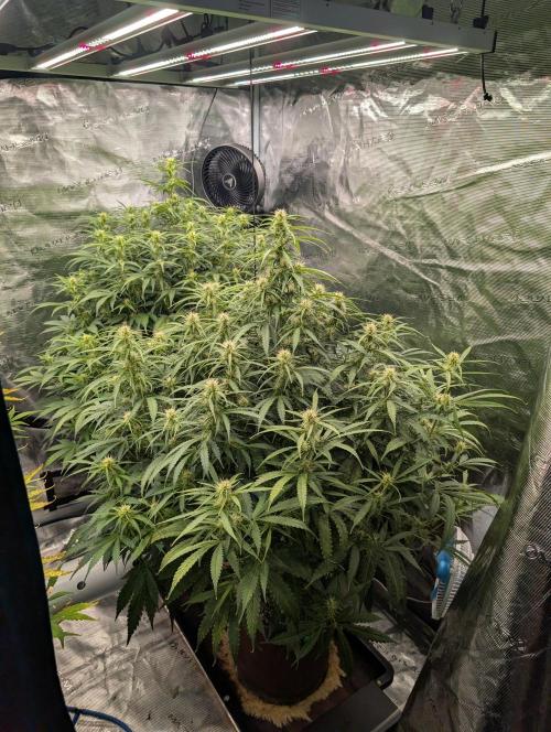 Caring for Angry Bears. Week 6
