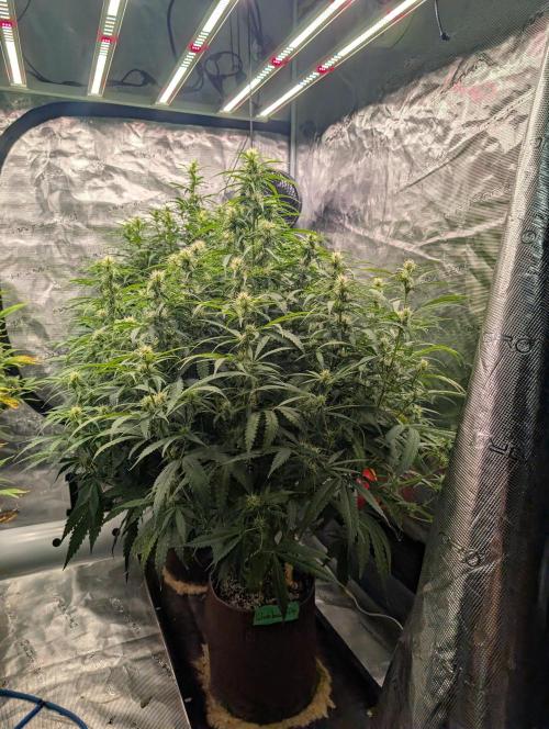 Caring for Angry Bears. Week 6