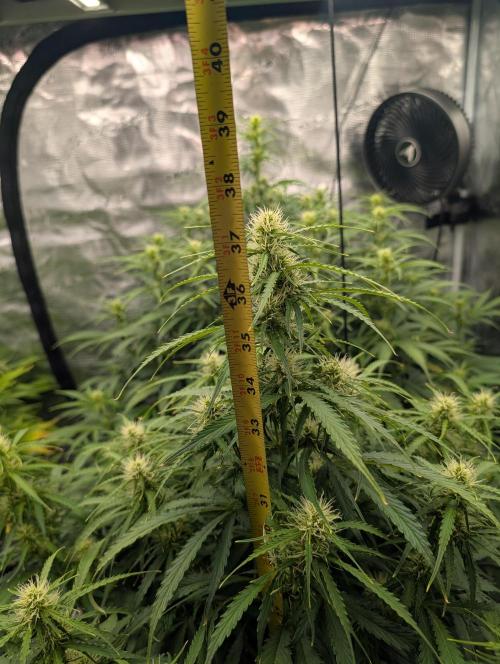 Caring for Angry Bears. Week 6