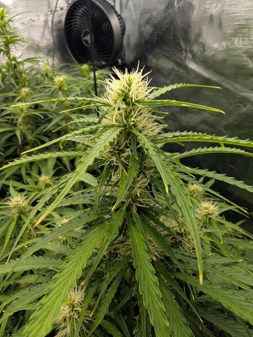 Caring for Angry Bears. Week 6