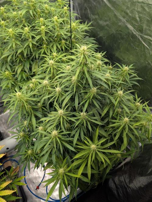 Caring for Angry Bears. Week 6