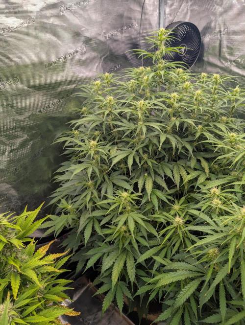 Caring for Angry Bears. Week 6