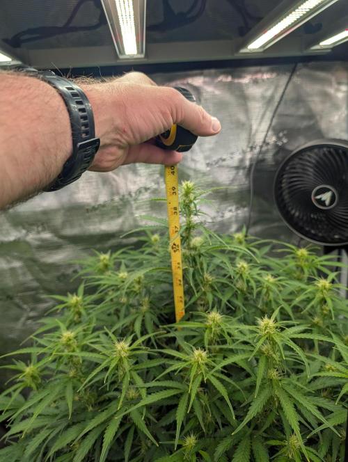 Caring for Angry Bears. Week 6