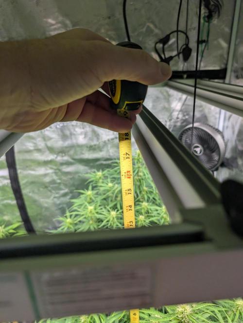 Caring for Angry Bears. Week 6