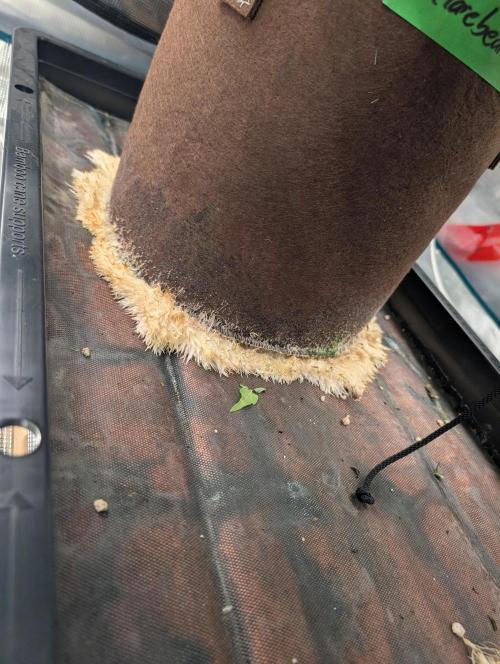 Caring for Angry Bears. Week 6