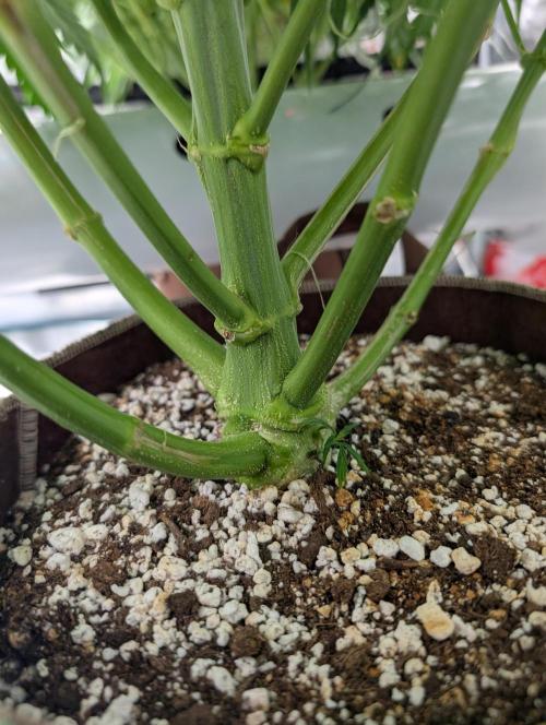 Caring for Angry Bears. Week 6