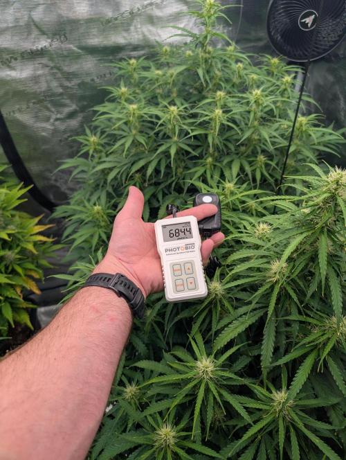 Caring for Angry Bears. Week 6