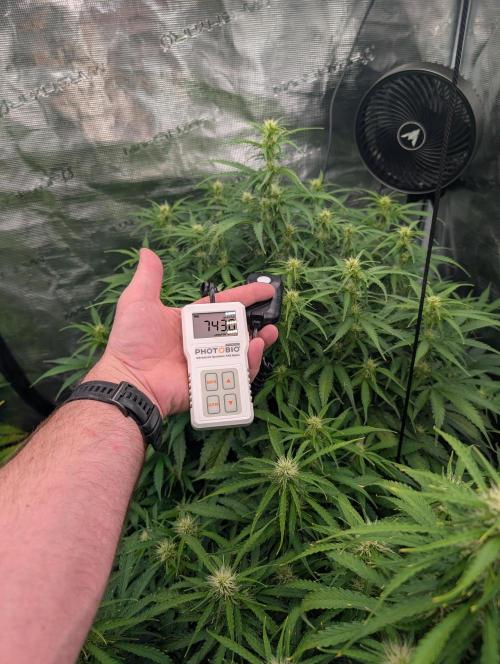 Caring for Angry Bears. Week 6