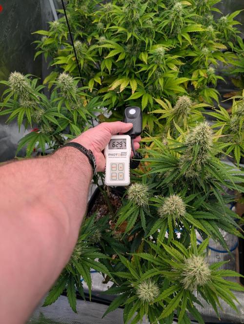 Dreaming in Colour. Week 6