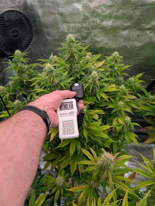 Dreaming in Colour. Week 6