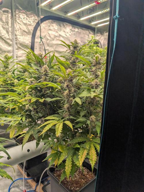 Slimer Round 3. Week 6