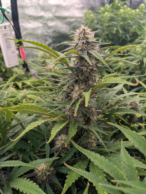 Slimer Round 3. Week 6