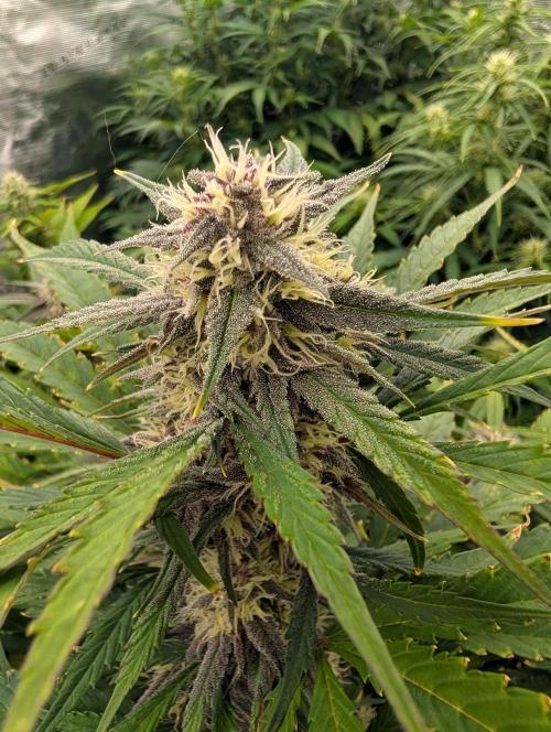 Slimer Round 3. Week 6