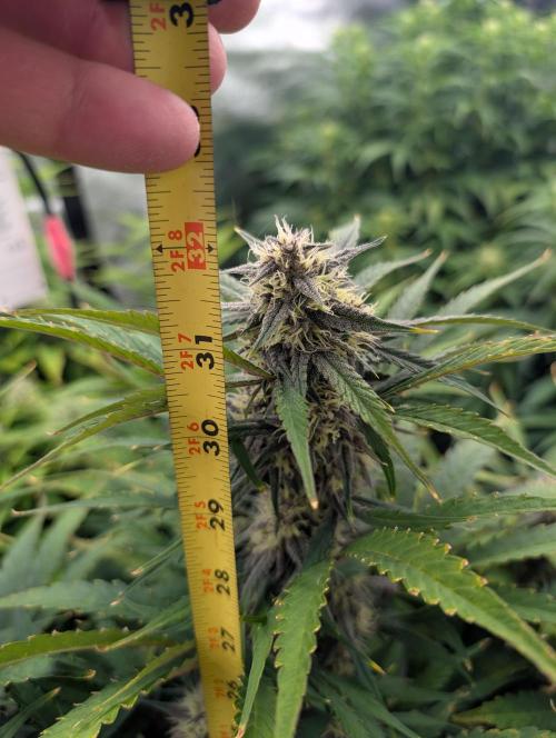 Slimer Round 3. Week 6