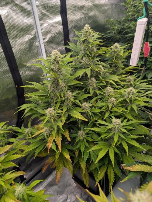 Slimer Round 3. Week 6