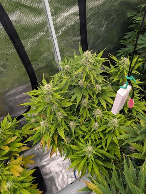 Slimer Round 3. Week 6