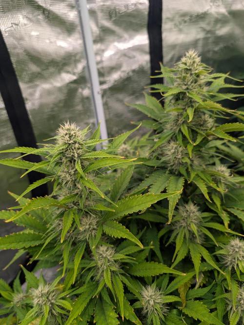 Slimer Round 3. Week 6