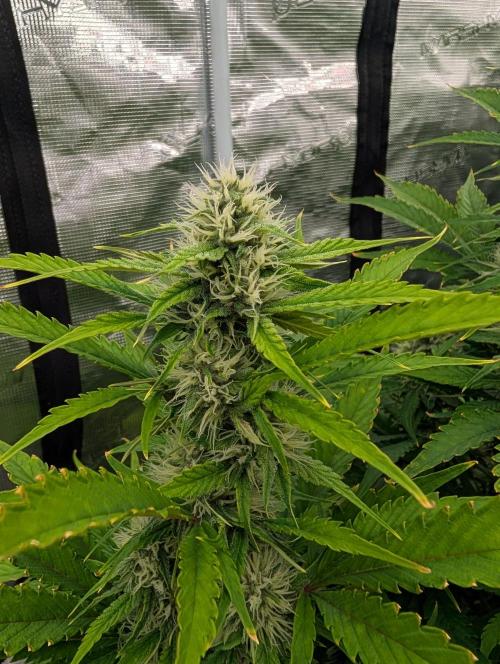 Slimer Round 3. Week 6