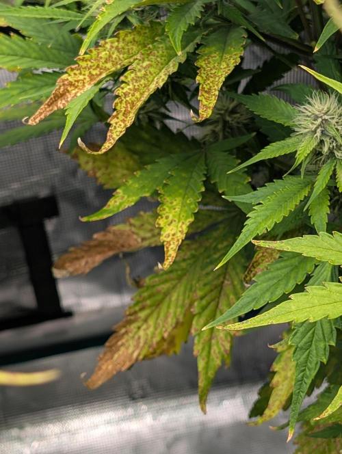 Slimer Round 3. Week 6