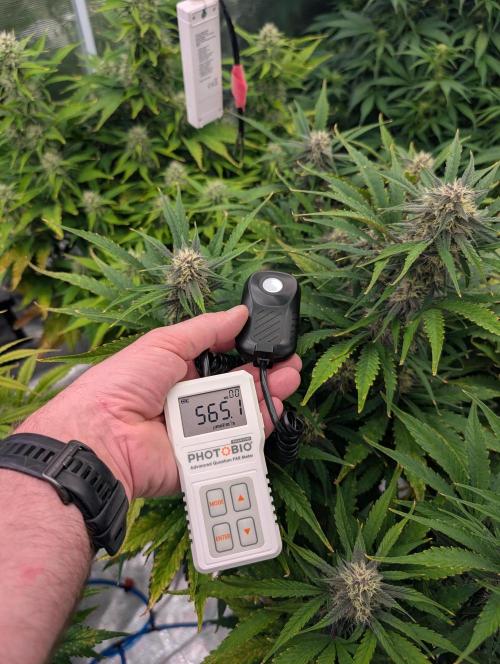 Slimer Round 3. Week 6