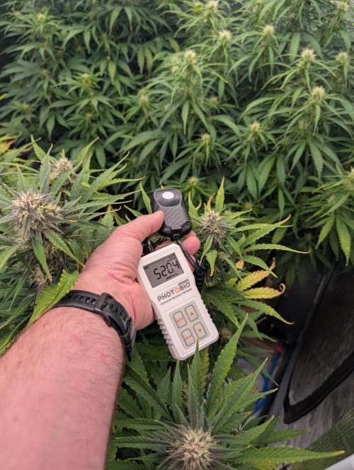 Slimer Round 3. Week 6